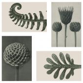 картинка YLLEVAD ЮЛЛЕВАД Открытка - Ботанические иллюстрации 10x15 см от магазина Wmart