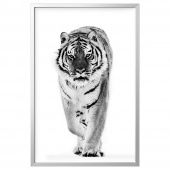 картинка BJÖRKSTA БЬЁРКСТА Картина с рамой - тигр/цвет алюминия 78x118 см от магазина Wmart