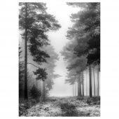 картинка PJÄTTERYD ПЬЕТТЕРИД Картина - Туманный лес 50x70 см от магазина Wmart