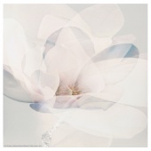 картинка ФРИДЕНЭ Картина, цветок, 30x30 см от магазина Wmart