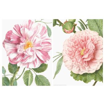 ЭДЕЛВИК Набор постеров,2шт, Цветы, 30x40 см