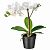 картинка ФЕЙКА Искусственное растение в горшке, Орхидея белый, 9 см от магазина Wmart