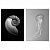 картинка BILD БИЛЬД Постер - Раковина наутилуса и медуза 50x70 см от магазина Wmart