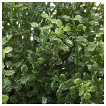 ФЕЙКА Искусственное растение в горшке, д/дома/улицы Солейролия, 9 см