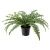 картинка ФЕЙКА Искусственное растение в горшке, д/дома/улицы папоротник, 15 см магазин Wmart являющийся официальным дистрибьютором картинка ФЕЙКА Искусственное растение в горшке, д/дома/улицы папоротник, 15 см от магазина Wmart