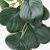 картинка ФЕЙКА Искусственное растение в горшке, д/дома/улицы подвесной, Пеперомия, 9 см от магазина Wmart