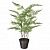 картинка FEJKA ФЕЙКА Искусственное растение в горшке - д/дома/улицы Аспарагус 12 см от магазина Wmart