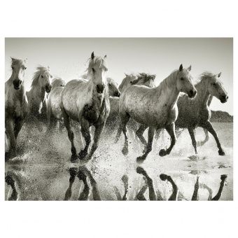картинка PJÄTTERYD ПЬЕТТЕРИД Картина - Дикие лошади 70x50 см от магазина Wmart